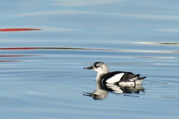 Black Guillemot Húsavík Fri, 9/9/2022