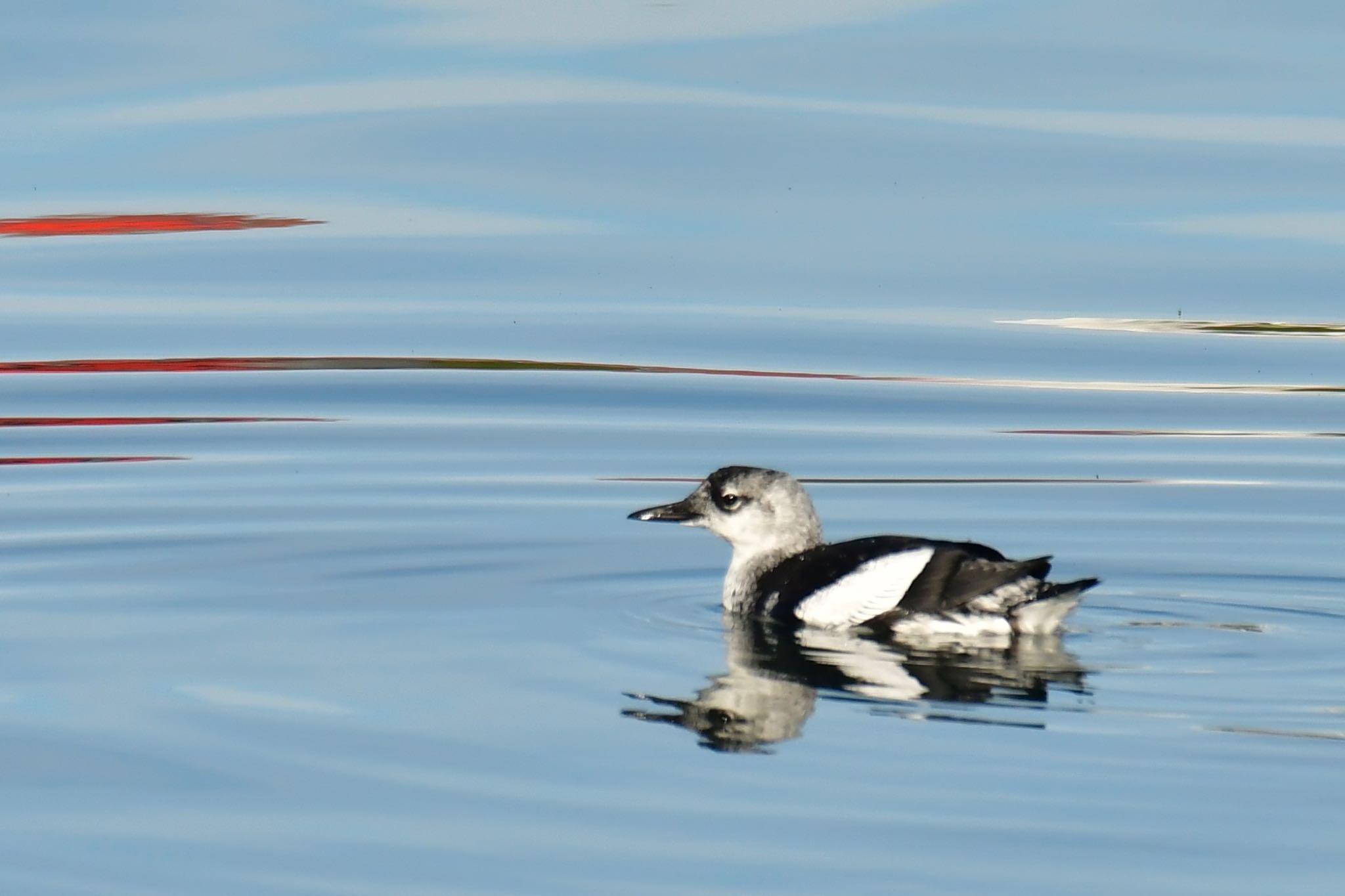 Black Guillemot