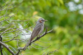 Brown-eared Bulbul 水無瀬川緑道(豊田市) Sun, 5/14/2023