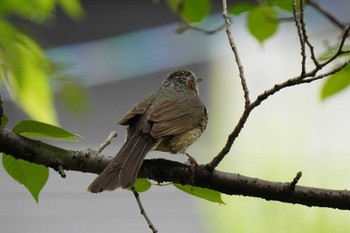 Brown-eared Bulbul 水無瀬川緑道(豊田市) Sun, 5/14/2023