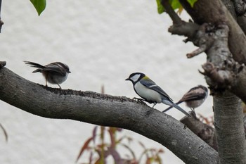 Japanese Tit 水無瀬川緑道(豊田市) Sun, 5/14/2023