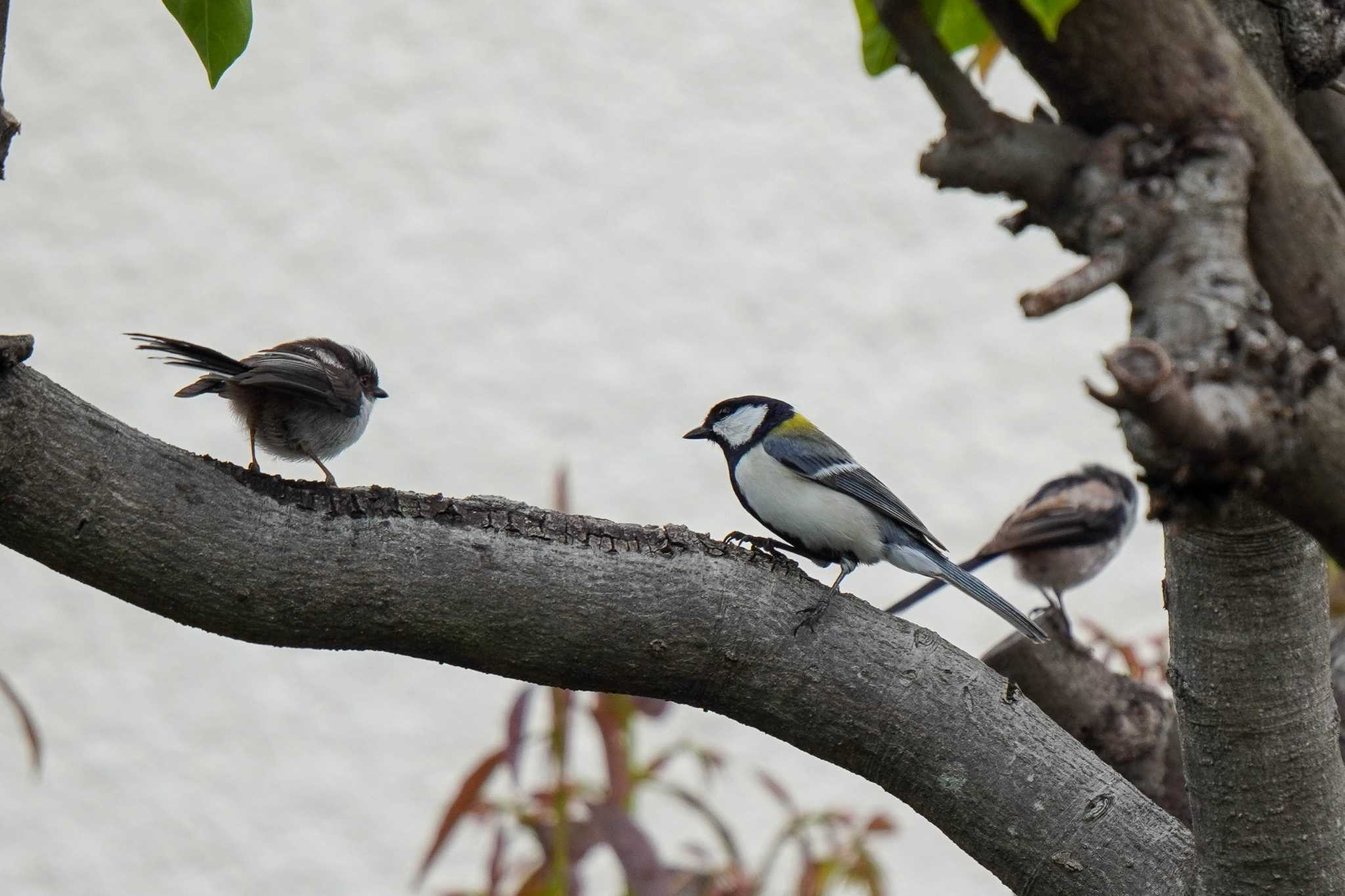 Japanese Tit