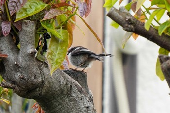 Long-tailed Tit 水無瀬川緑道(豊田市) Sun, 5/14/2023