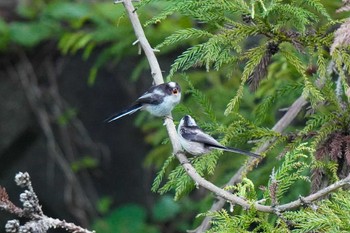 Long-tailed Tit 水無瀬川緑道(豊田市) Sun, 5/14/2023