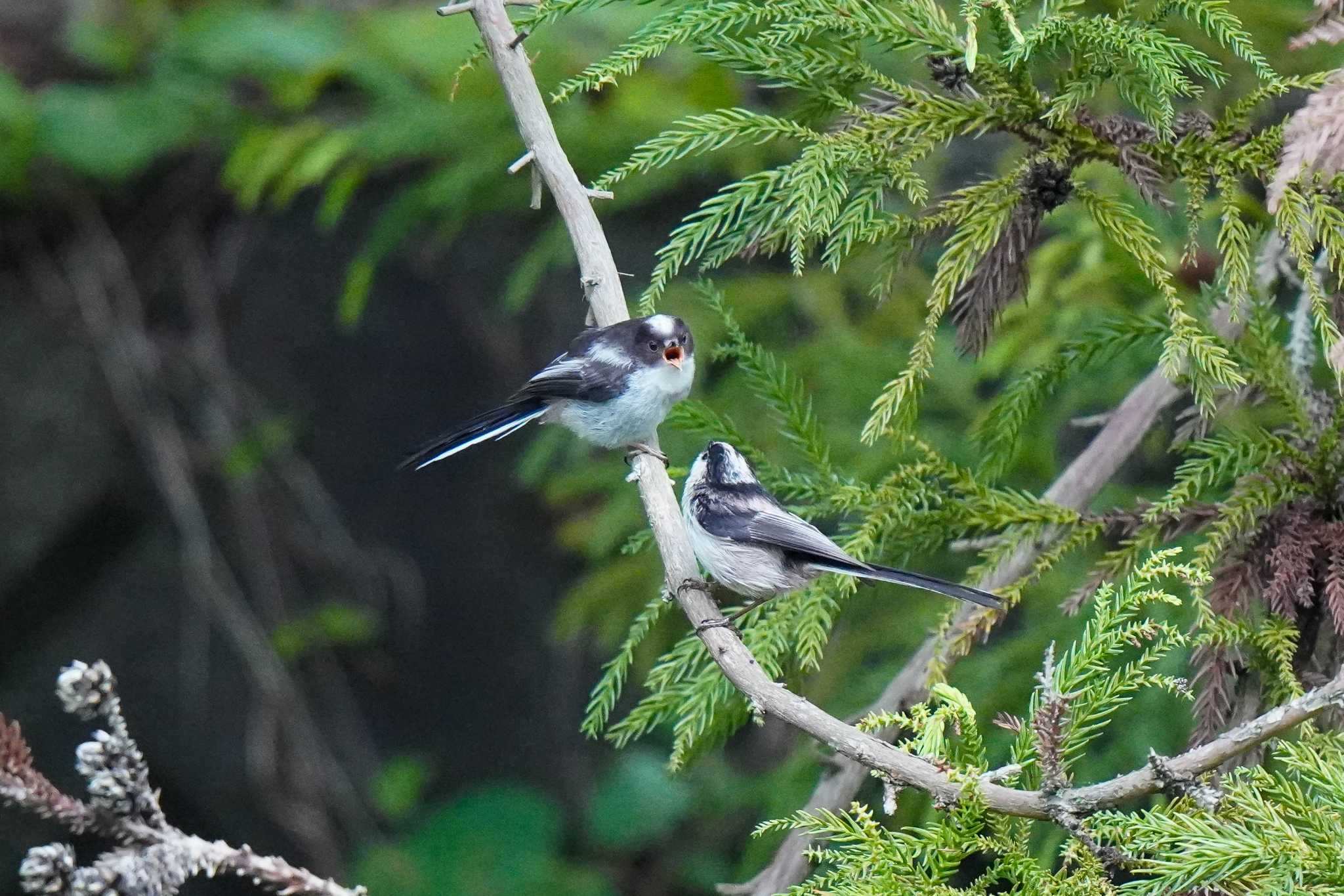 Long-tailed Tit