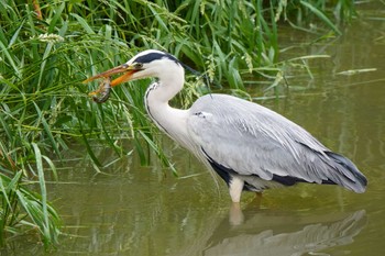 Grey Heron 水無瀬川緑道(豊田市) Sun, 5/14/2023