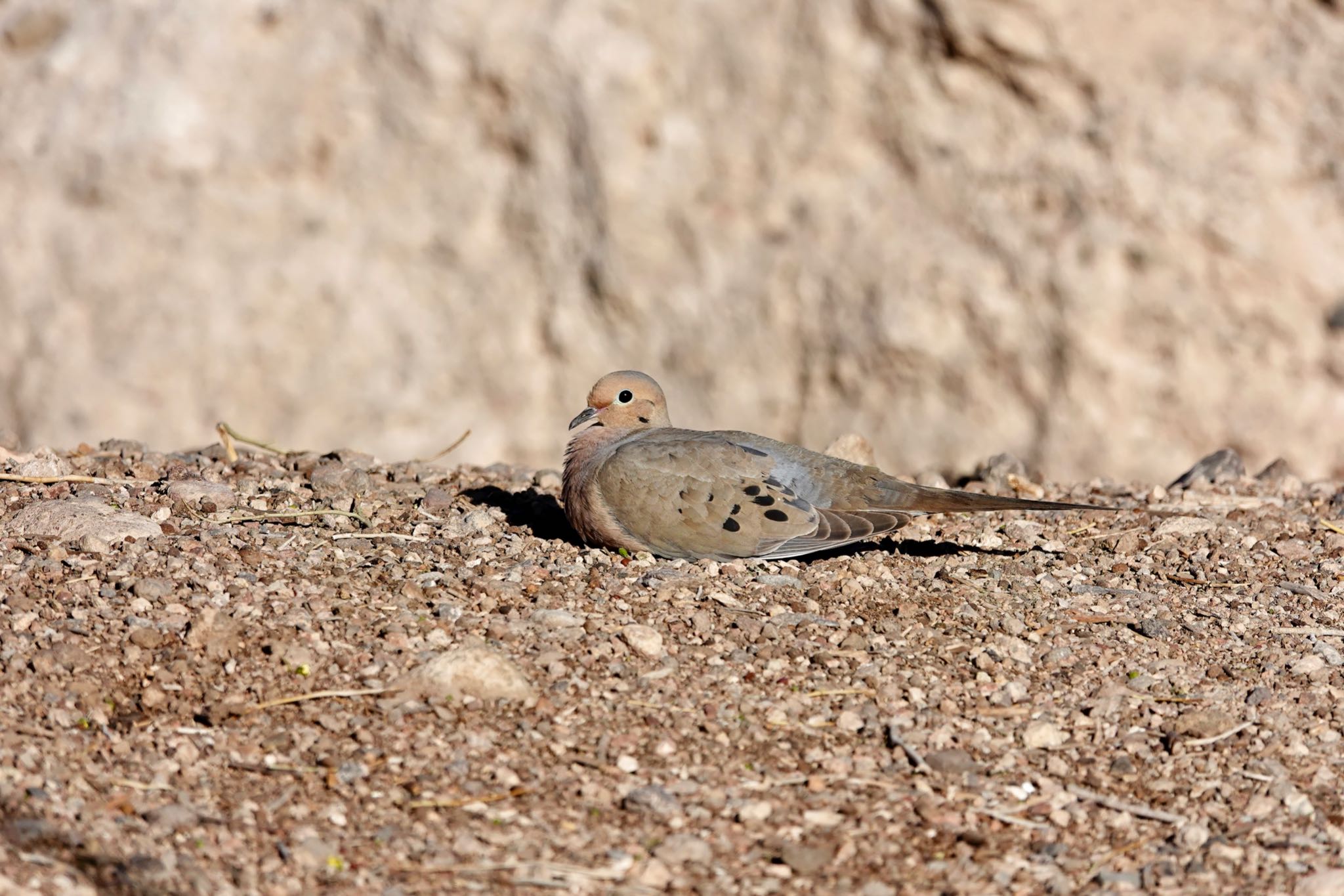 Henderson Bird Viewing Preserve ナゲキバトの写真