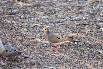 Mourning Dove Henderson Bird Viewing Preserve Mon, 5/8/2023