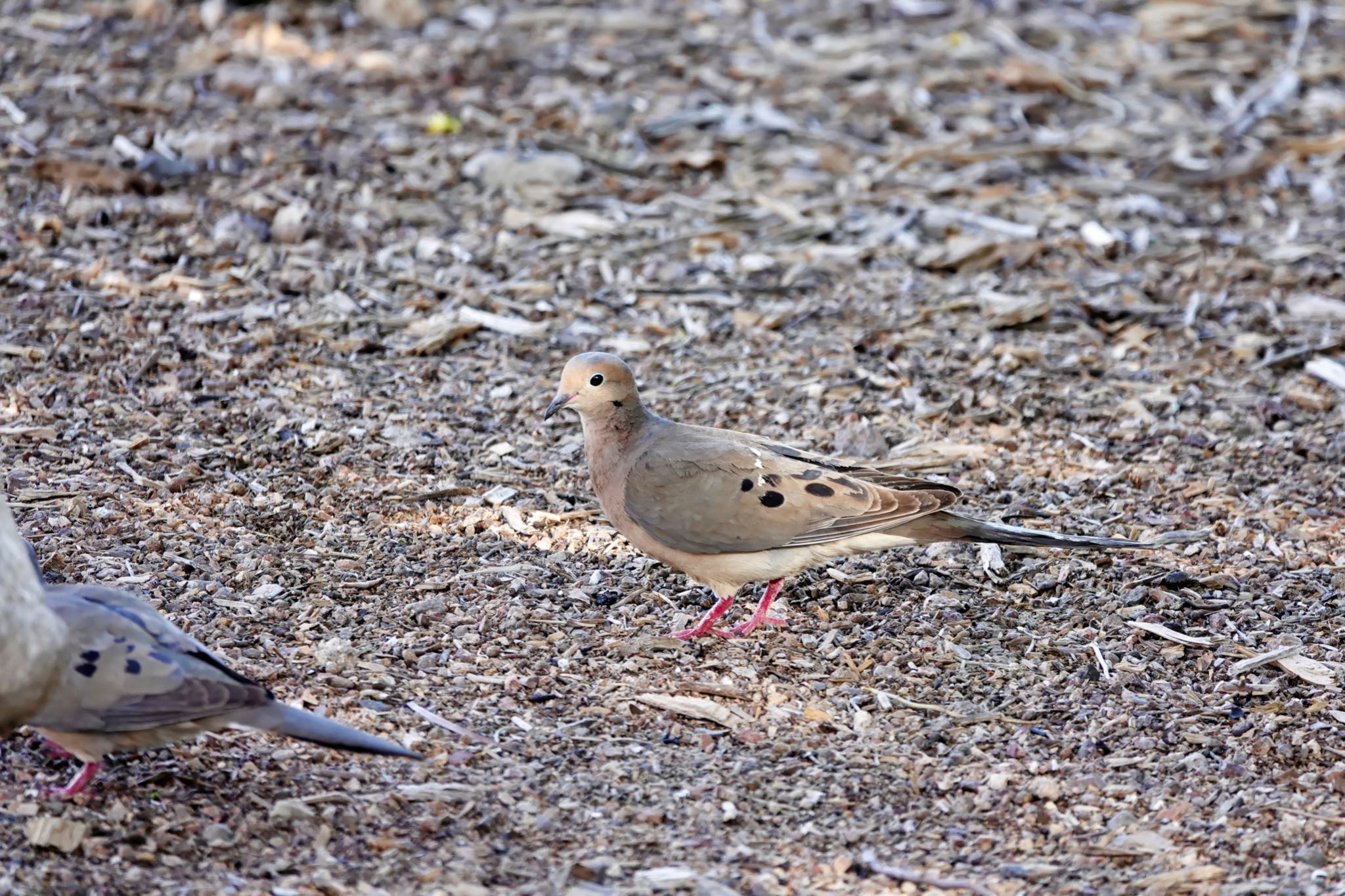 Henderson Bird Viewing Preserve ナゲキバトの写真