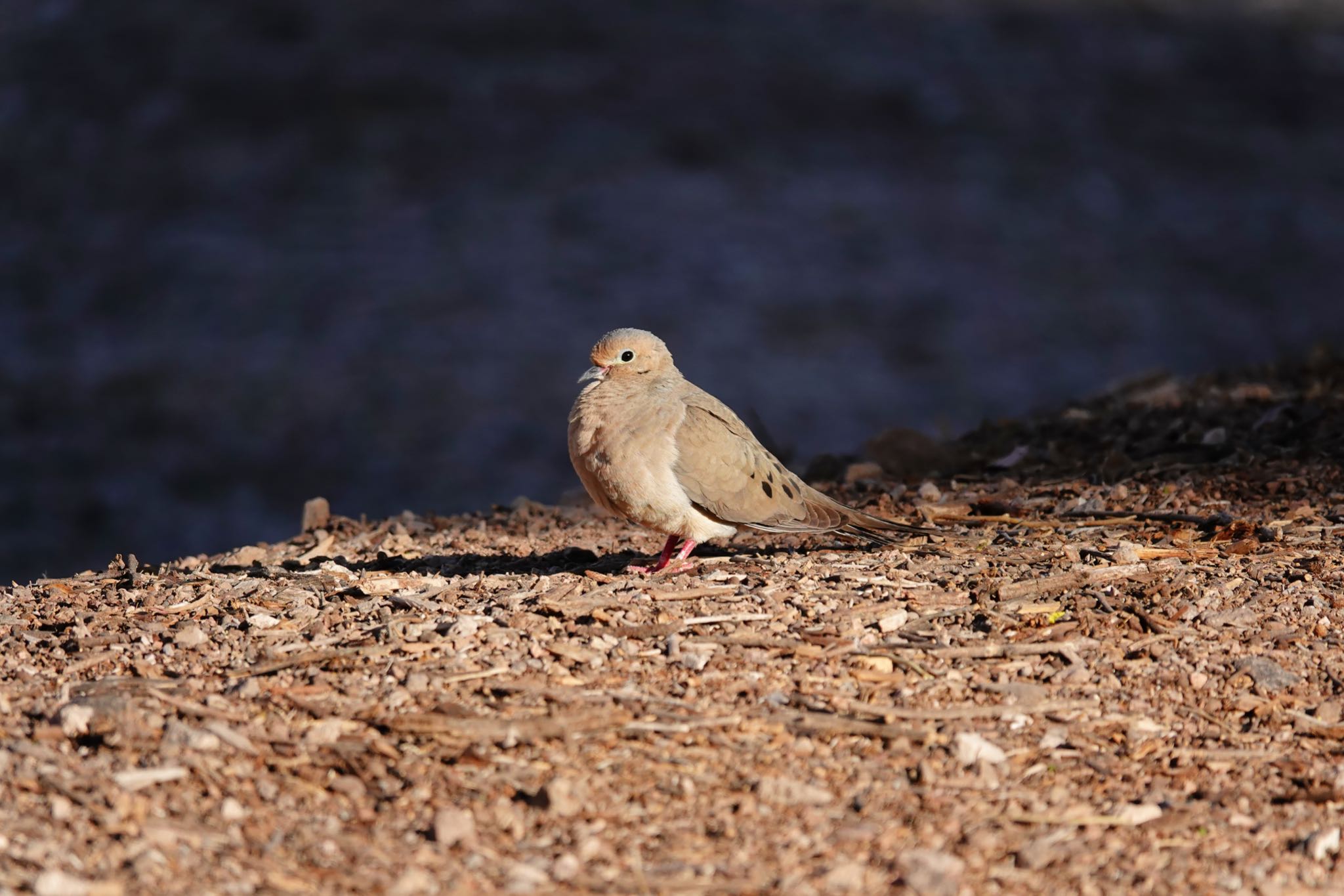 Henderson Bird Viewing Preserve ナゲキバトの写真