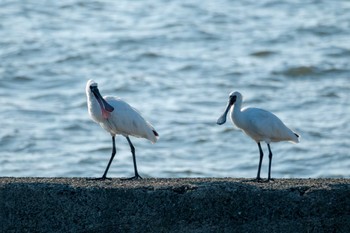 クロツラヘラサギ 熊本港 2023年5月14日(日)