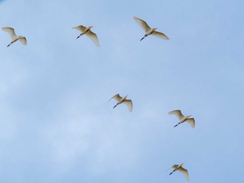 2023年5月14日(日) 諌早湾干拓地の野鳥観察記録