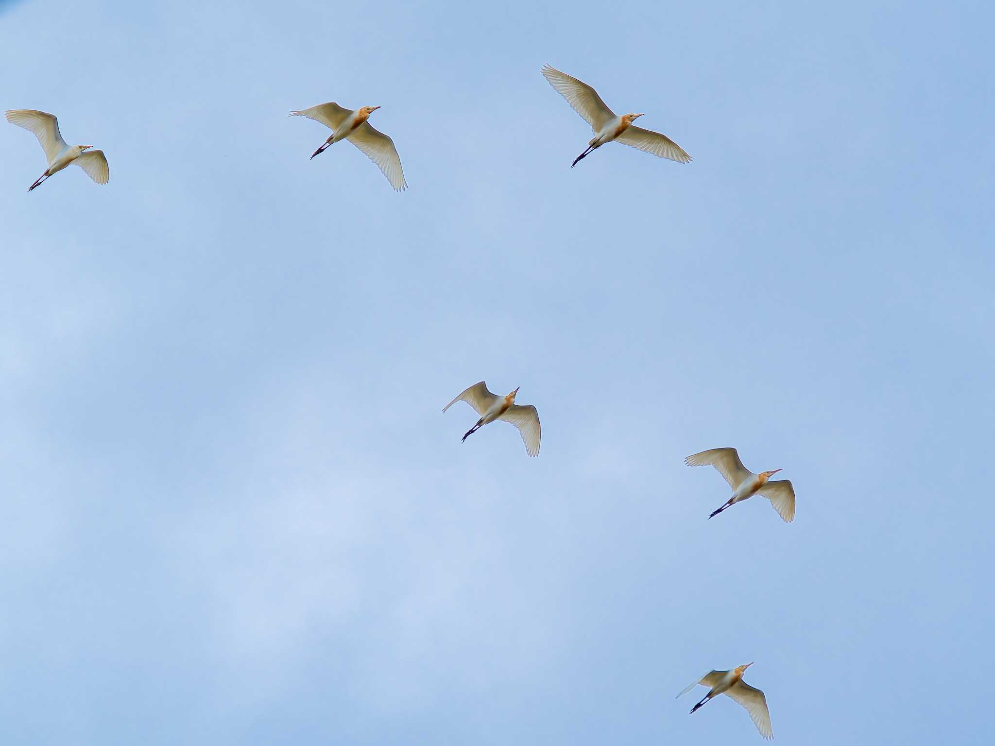 Eastern Cattle Egret