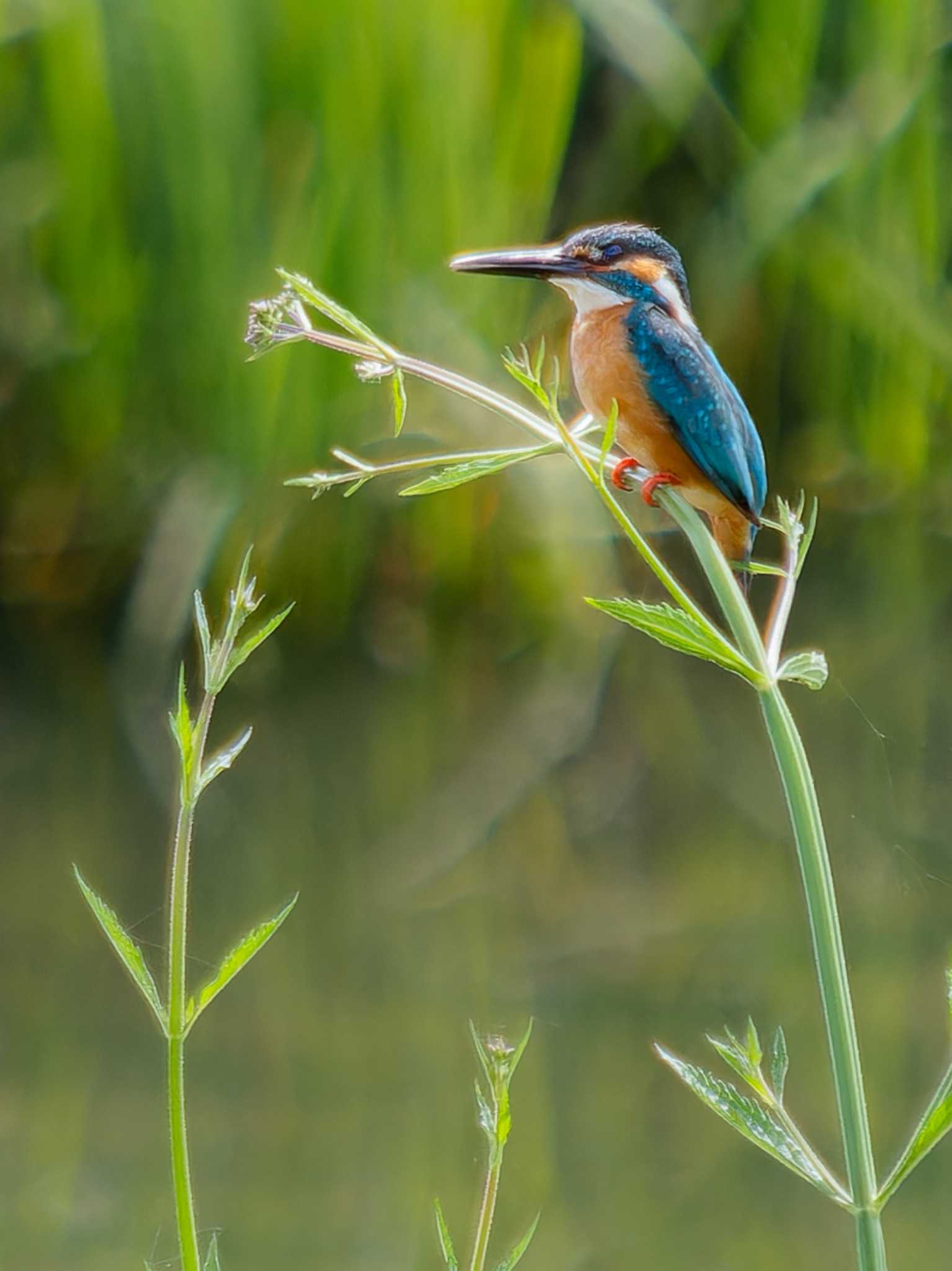 Photo of Common Kingfisher at 長崎県諫早市 by ここは長崎