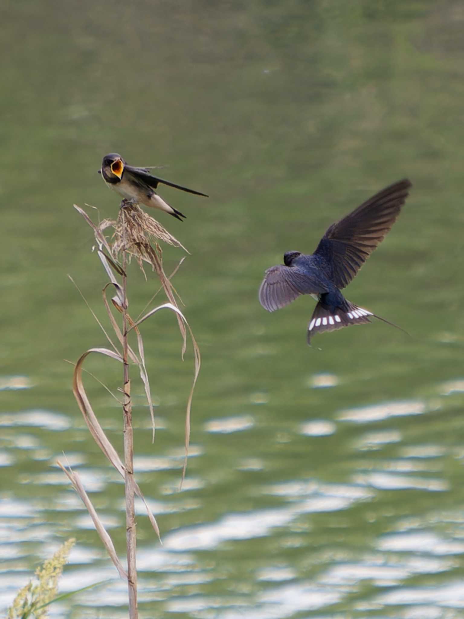 Photo of Barn Swallow at 本明川 上宇戸橋~河口付近(長崎県諫早市) by ここは長崎