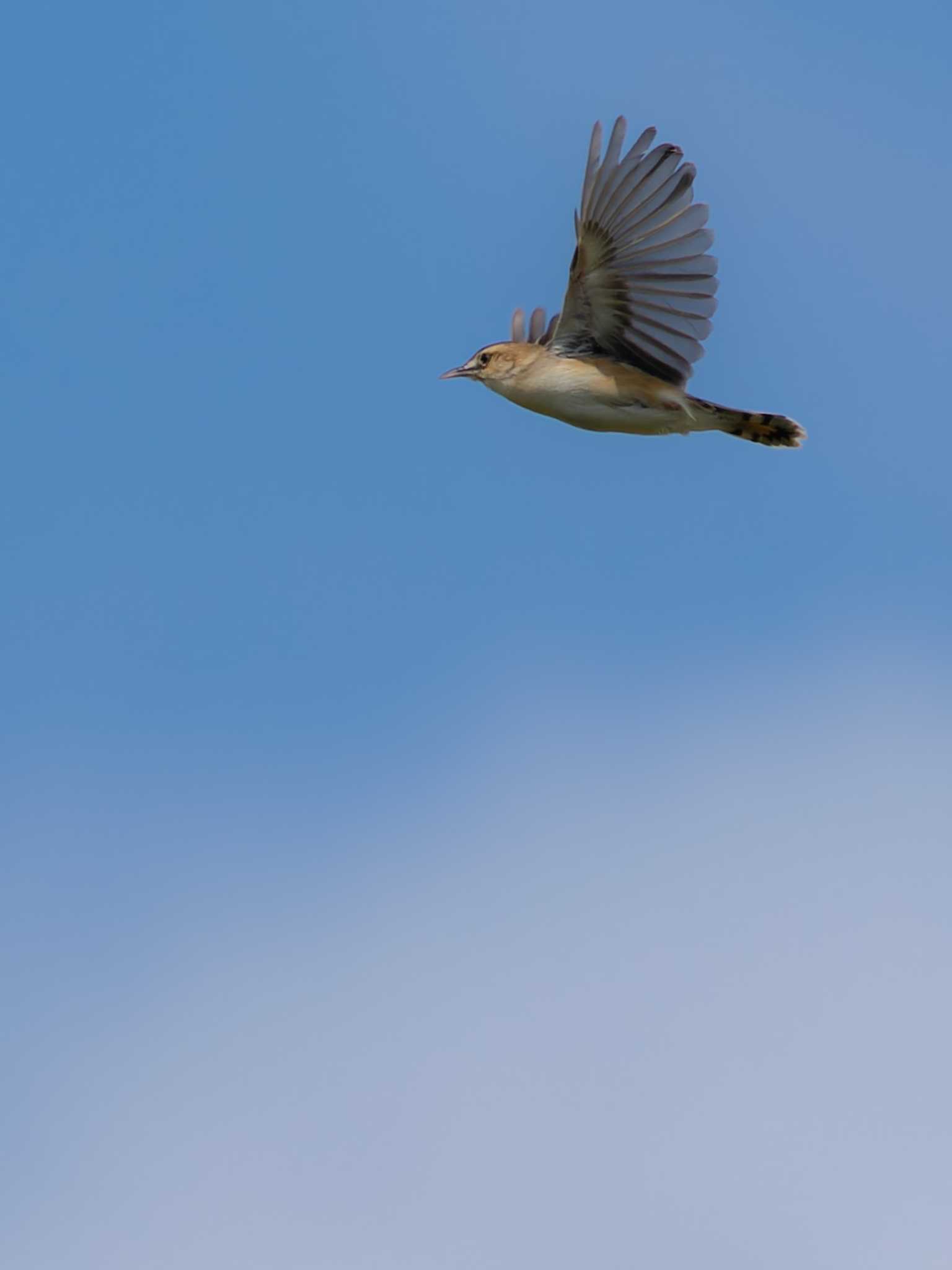 Photo of Zitting Cisticola at 本明川 上宇戸橋~河口付近(長崎県諫早市) by ここは長崎