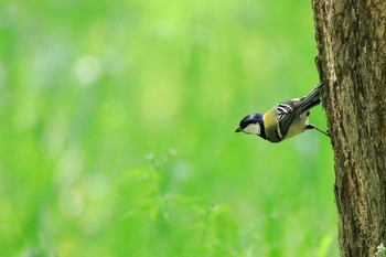 2018年4月23日(月) 大阪城公園の野鳥観察記録