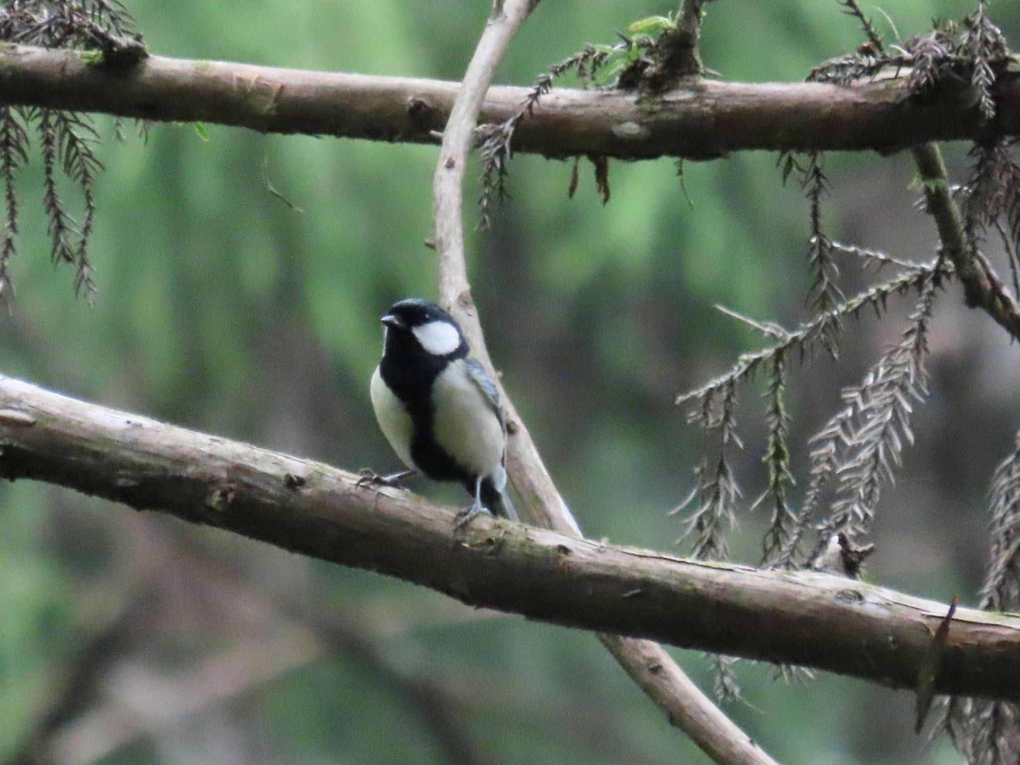 Japanese Tit