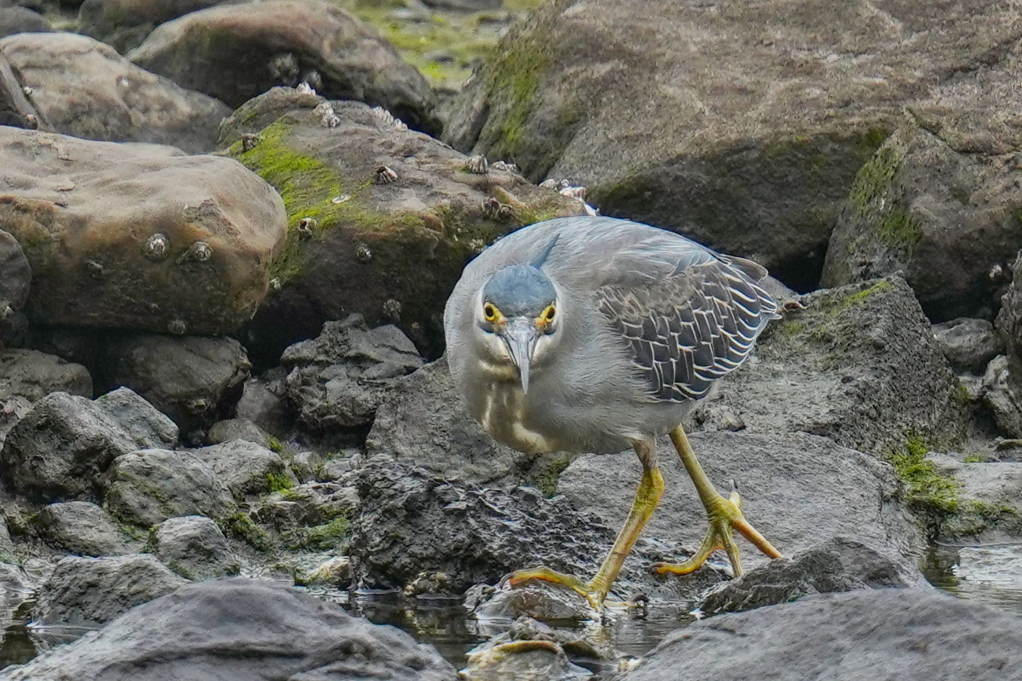 東京港野鳥公園 ササゴイの写真