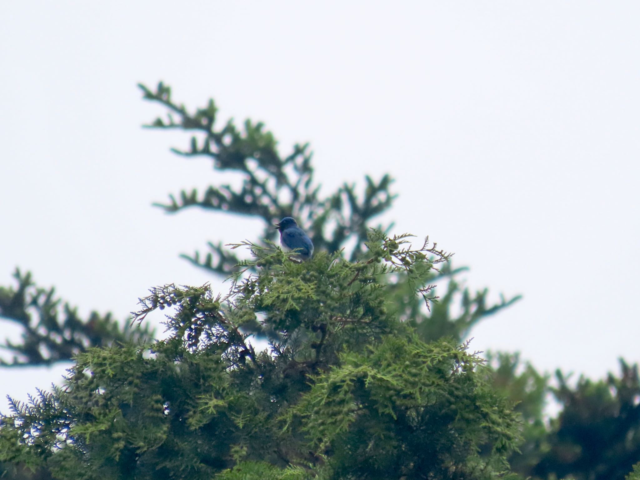 Blue-and-white Flycatcher