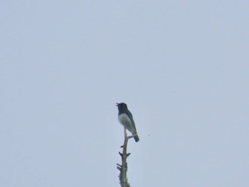 Blue-and-white Flycatcher 八王子城跡 Sat, 5/13/2023