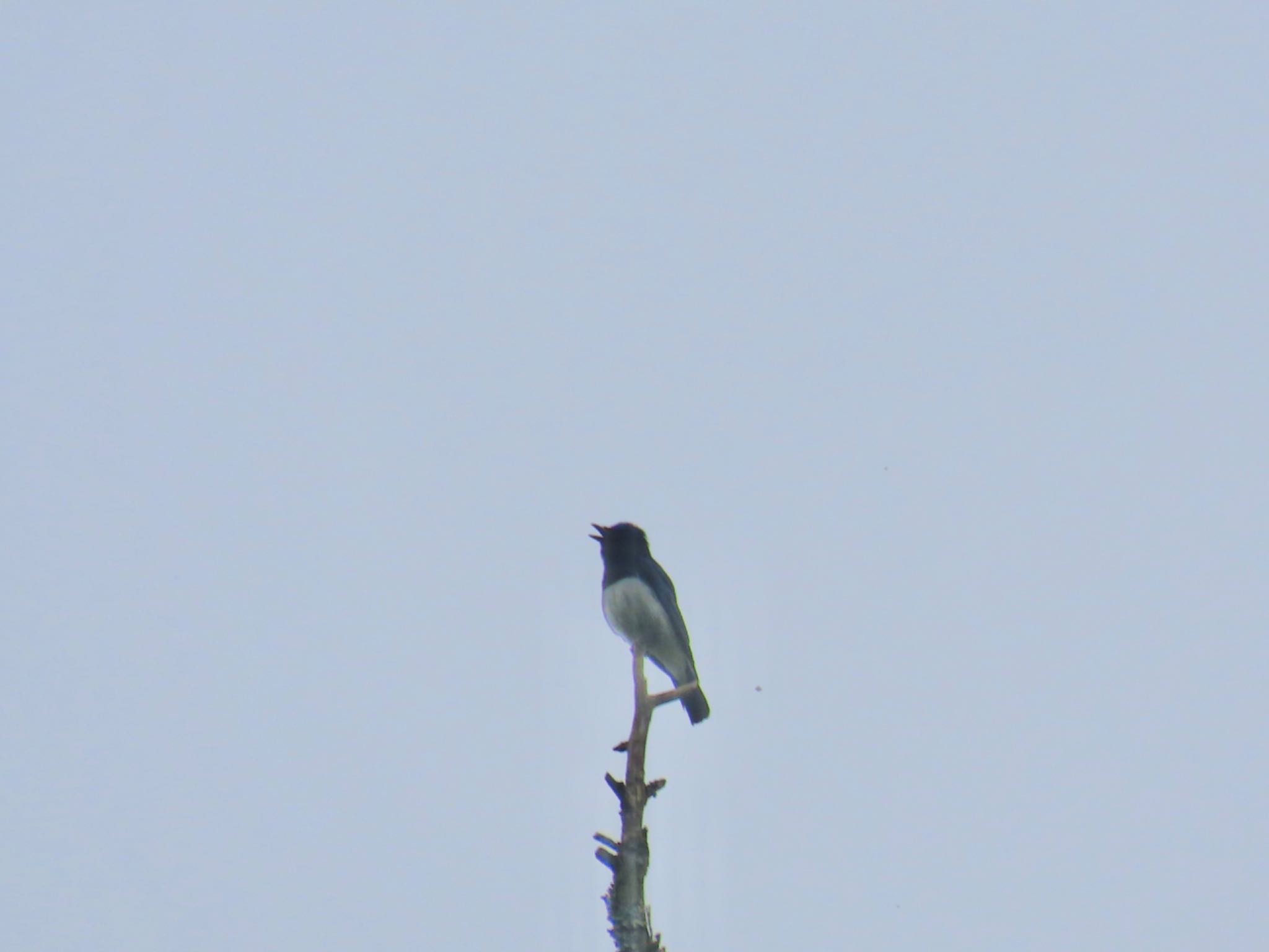 Blue-and-white Flycatcher