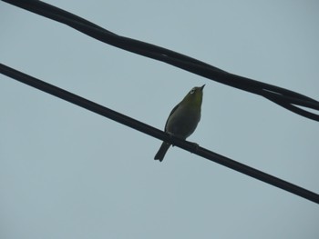 Warbling White-eye ＭＦ Sat, 5/13/2023