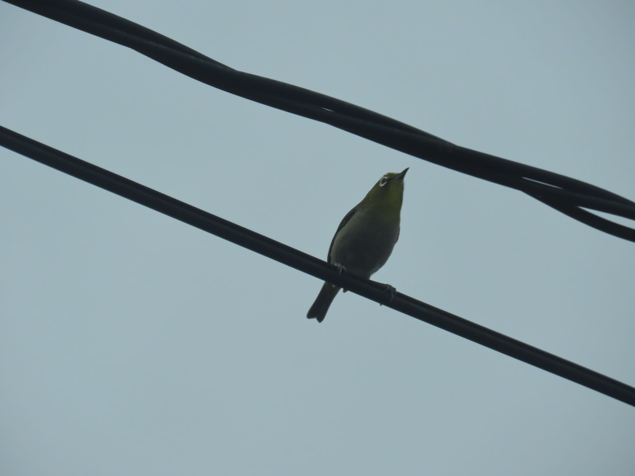 Photo of Warbling White-eye at ＭＦ by さきやっこ（2号）