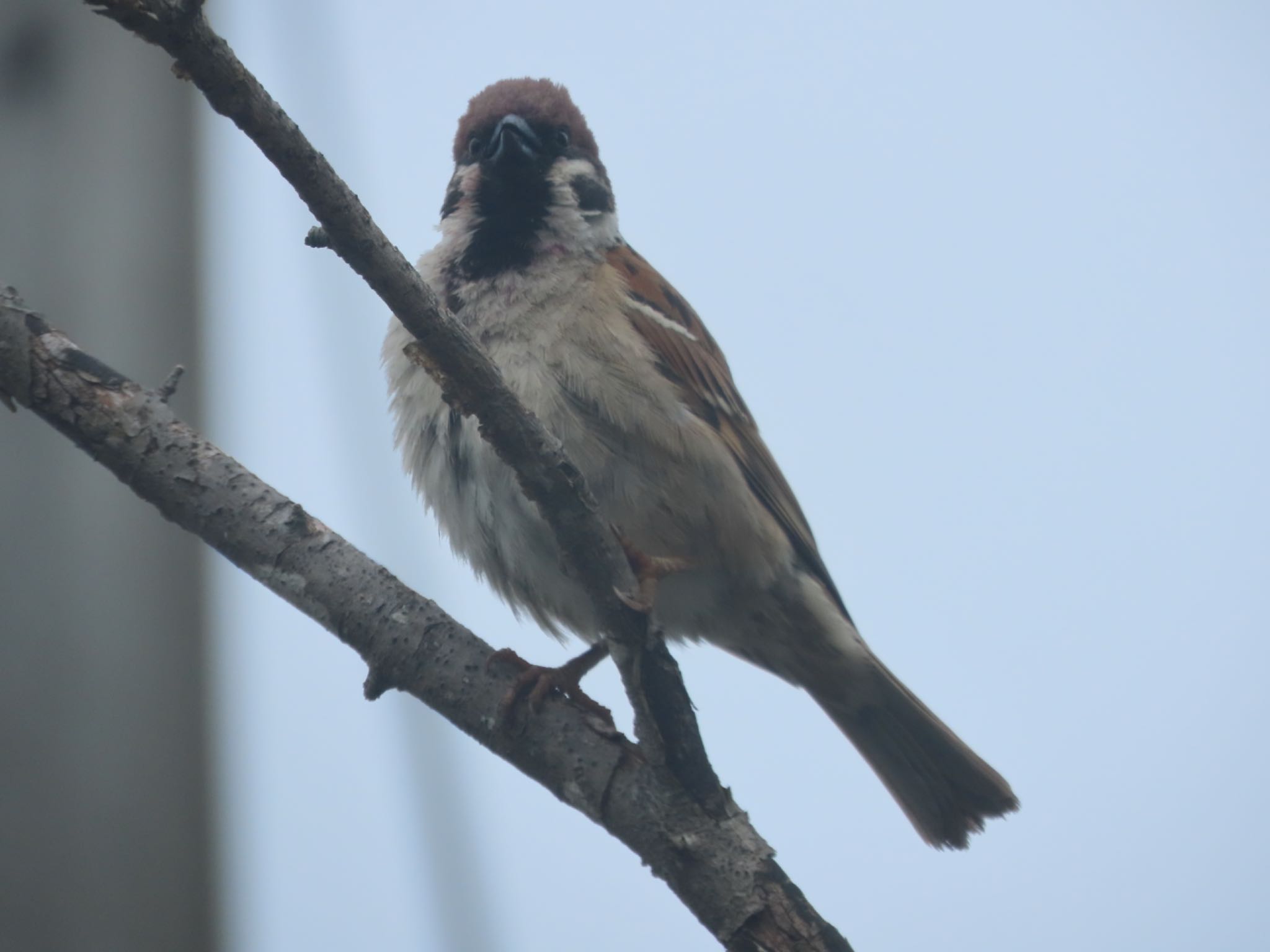 Photo of Eurasian Tree Sparrow at ＭＦ by さきやっこ（2号）