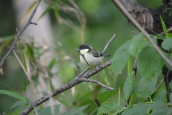 Japanese Tit 名古屋城 Sun, 5/14/2023