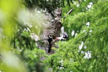 アカゲラ 北海道 2023年5月12日(金)