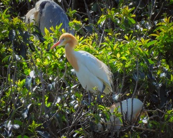 Eastern Cattle Egret 奈良県 Thu, 5/11/2023