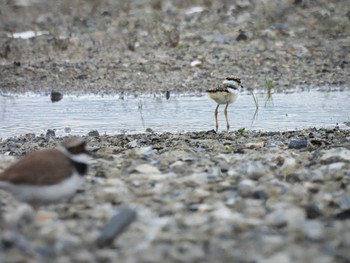 Little Ringed Plover 平城宮跡 Sun, 5/14/2023