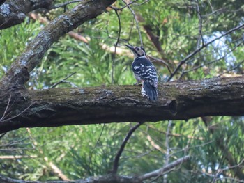 White-backed Woodpecker Unknown Spots Thu, 3/9/2023