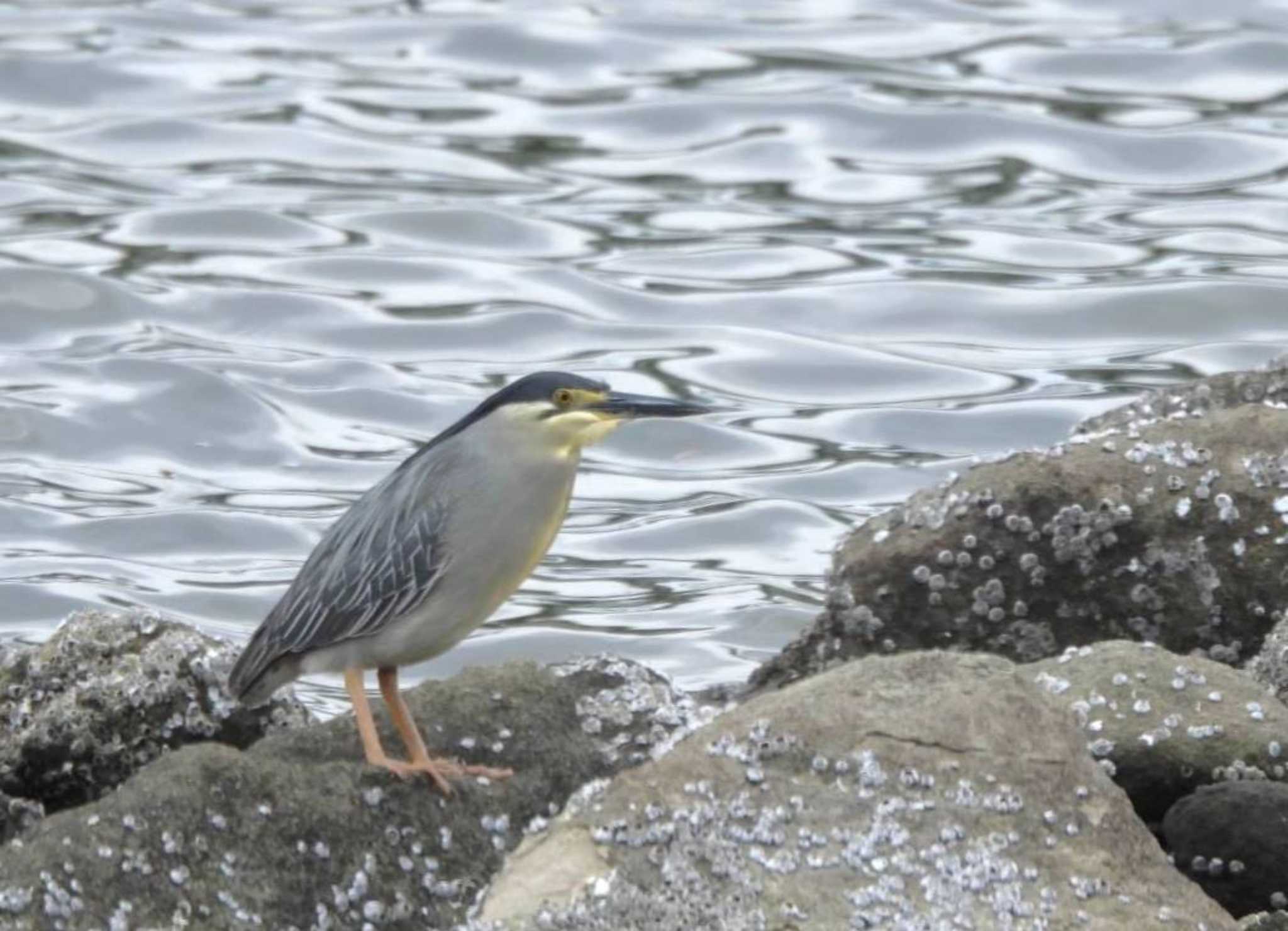 東京都 ササゴイの写真 by biglife_birds