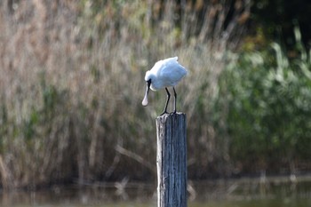 クロツラヘラサギ 葛西臨海公園 2023年5月4日(木)