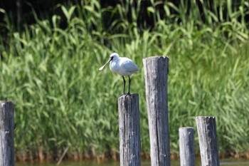 クロツラヘラサギ 葛西臨海公園 2023年5月4日(木)