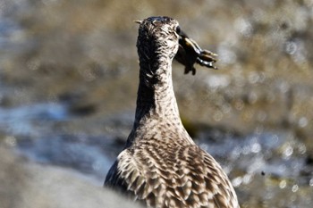 チュウシャクシギ 葛西臨海公園 2023年5月4日(木)