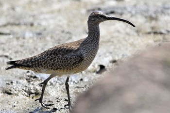 チュウシャクシギ 葛西臨海公園 2023年5月4日(木)