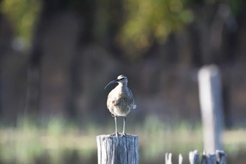 チュウシャクシギ 葛西臨海公園 2023年5月4日(木)