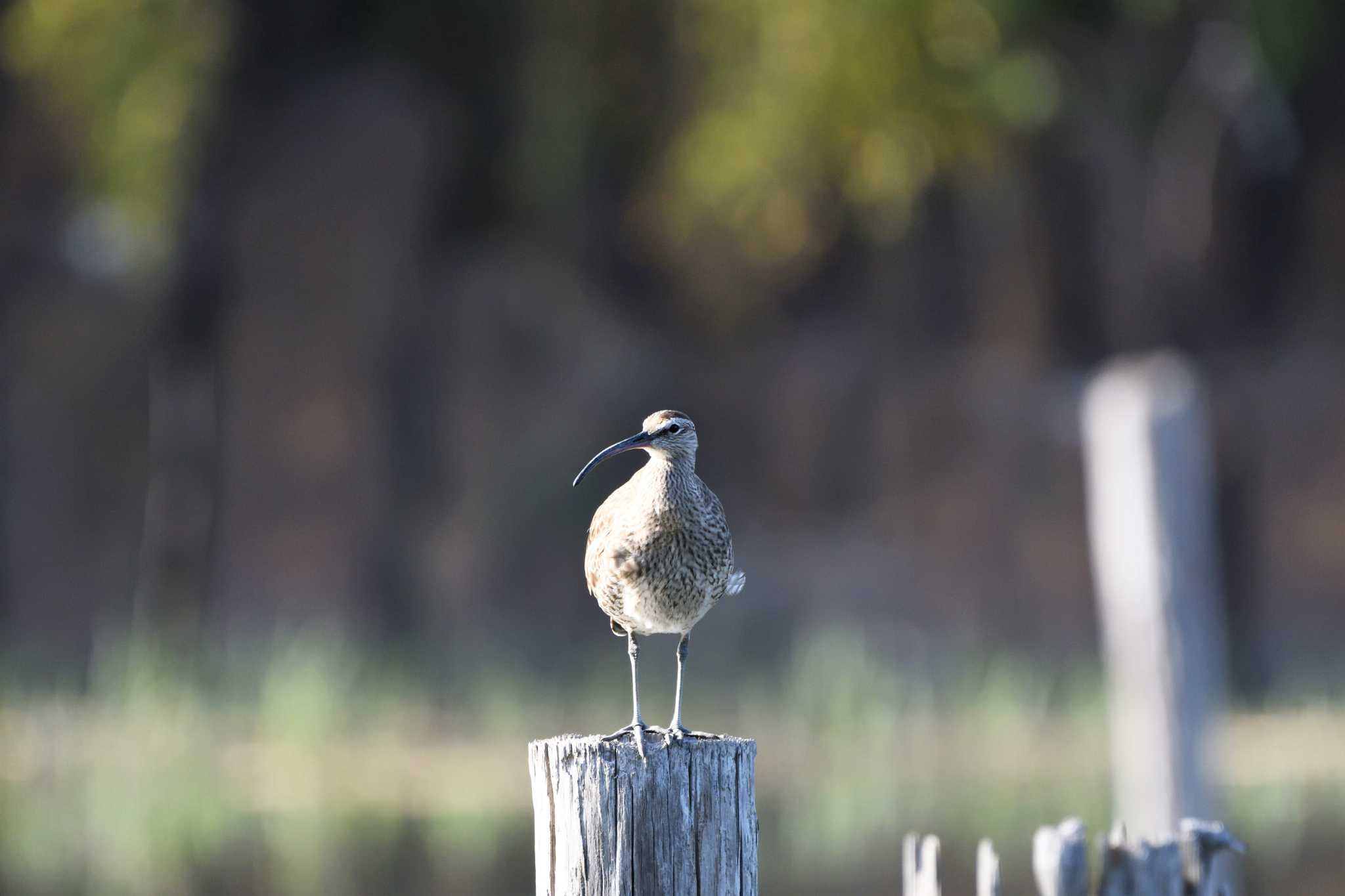 葛西臨海公園 チュウシャクシギの写真