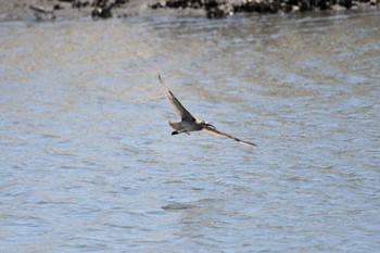 チュウシャクシギ 葛西臨海公園 2023年5月4日(木)