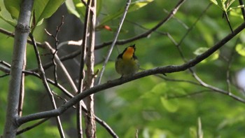 キビタキ 野幌森林公園 2023年5月14日(日)