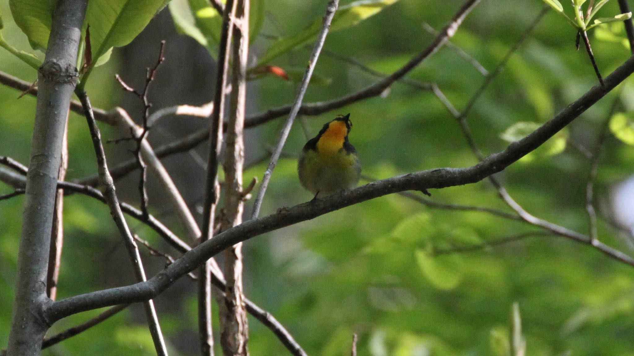 野幌森林公園 キビタキの写真