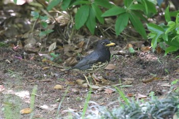 Japanese Thrush 大阪府大阪市 Sun, 4/23/2023