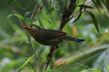 Red-billed Leiothrix 東京都立桜ヶ丘公園(聖蹟桜ヶ丘) Unknown Date