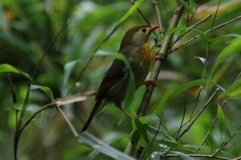 Red-billed Leiothrix 東京都立桜ヶ丘公園(聖蹟桜ヶ丘) Sun, 5/14/2023