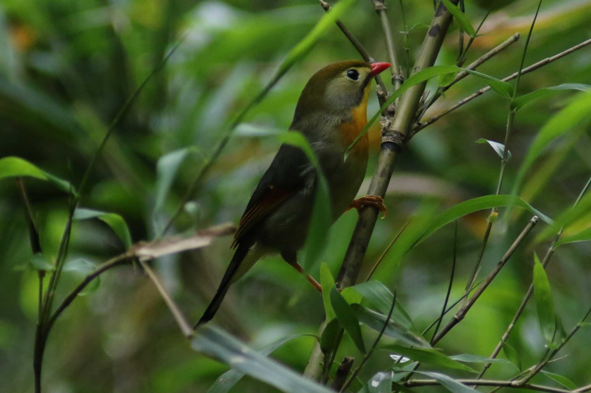 Photo of Red-billed Leiothrix at 東京都立桜ヶ丘公園(聖蹟桜ヶ丘) by 日野いすゞ