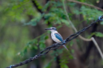 Collared Kingfisher タマン・ウィサタ・アラム・マングローブ, アングク・カプク Sat, 5/6/2023