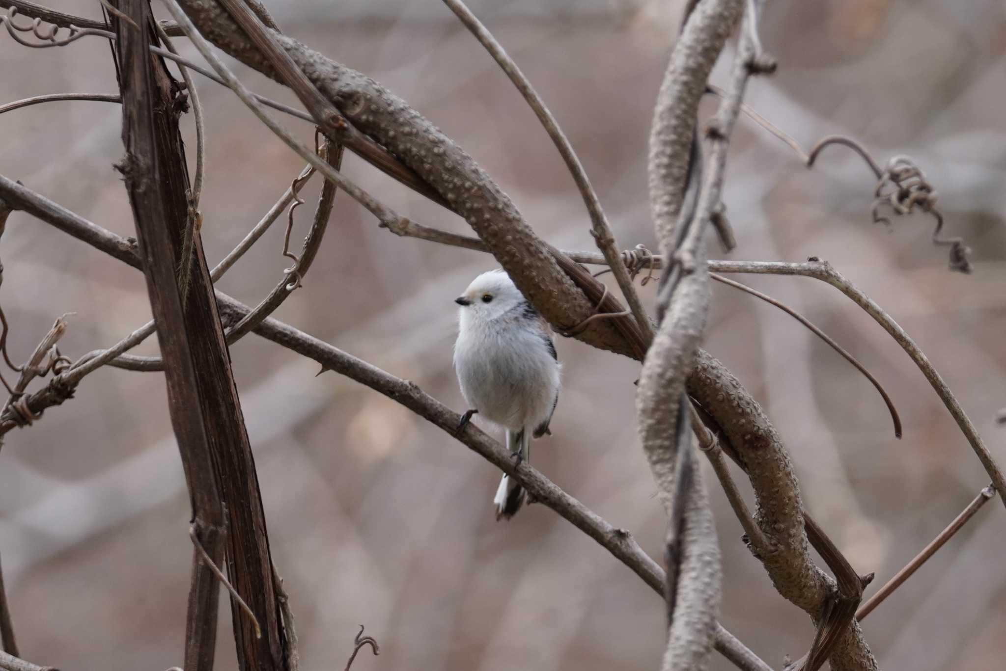 旭山記念公園 シマエナガの写真